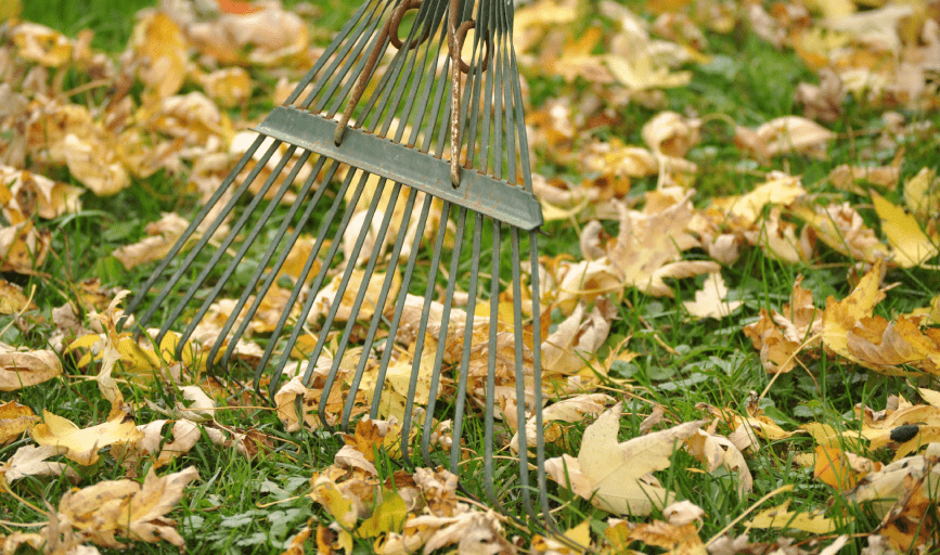 FALL CLEANUP